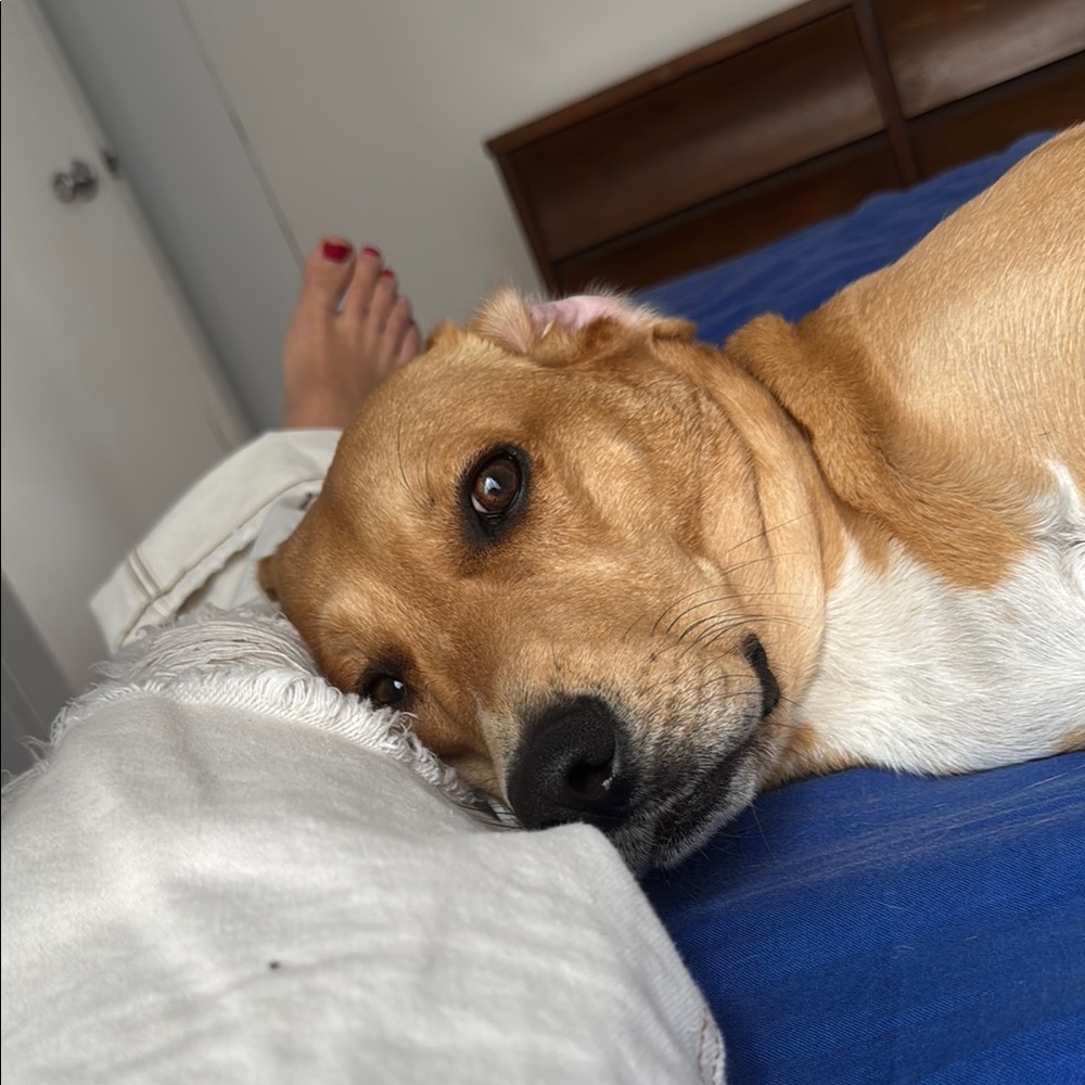 Cozy Dog Bed in Tan